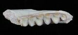 Oligocene Ruminant (Leptomeryx) Jaw Section #60977-1